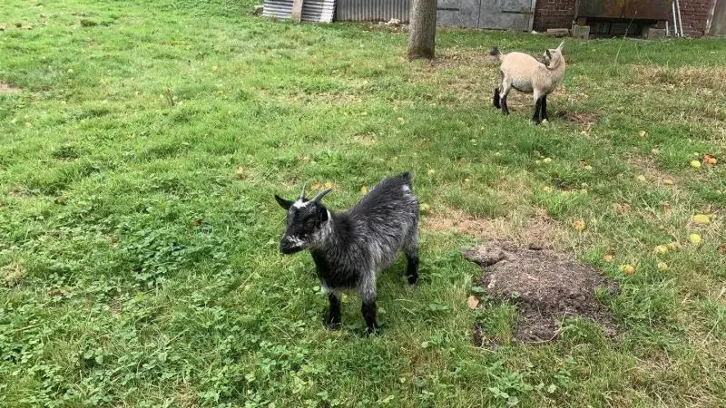 Le Gîte des Coquins