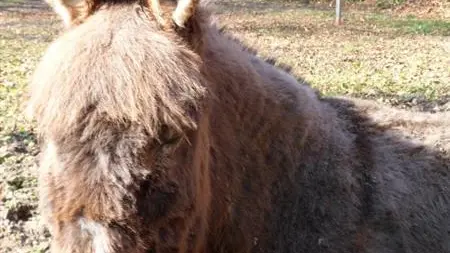 Gîtes de France® - La Bergerie du Mauconduit