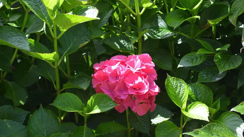 Gîtes de France® - Jade