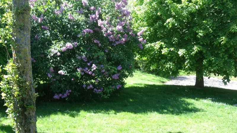 Les Lilas