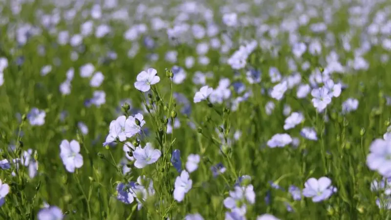 Gîtes de France® - Fleur de Lin