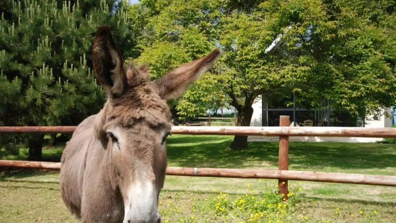 Gîtes de France® - La Clairière