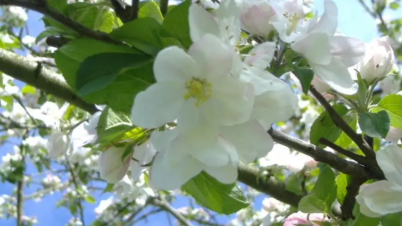 Gîtes de France® - Les Pommiers