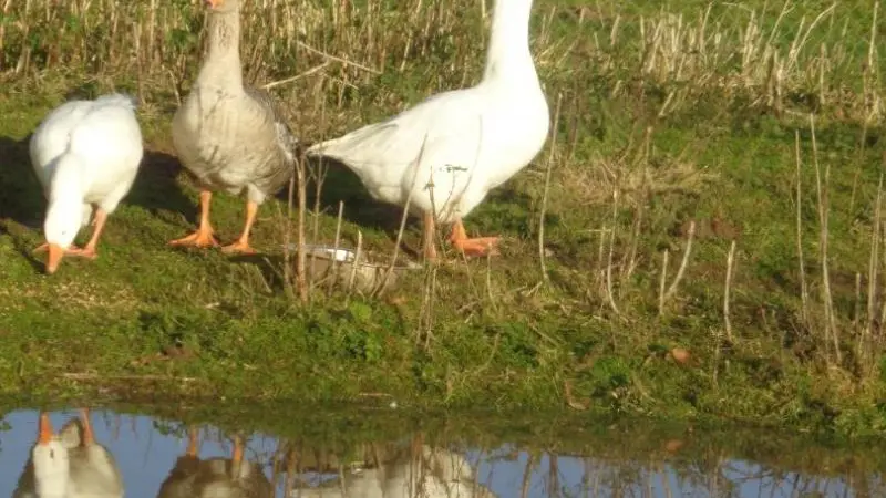 Gîtes de France® - Les Riceys