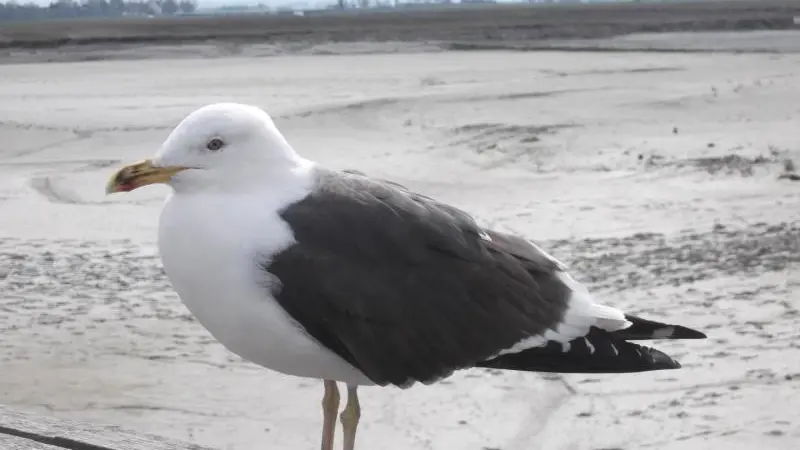 L'Ecume de Mer