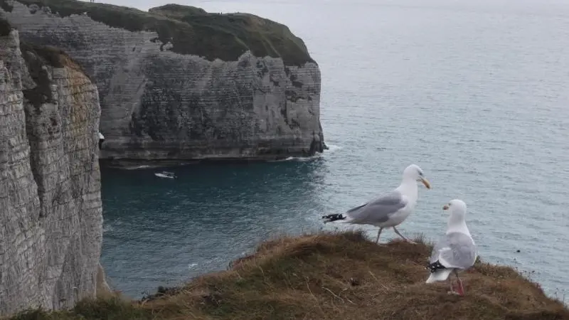 L'Ecume de Mer