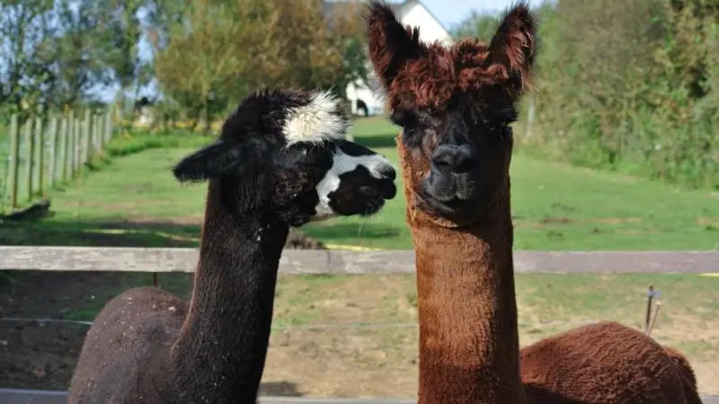 Le Clos Saint Bernard