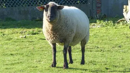 Gîtes de France® - Les Wagands