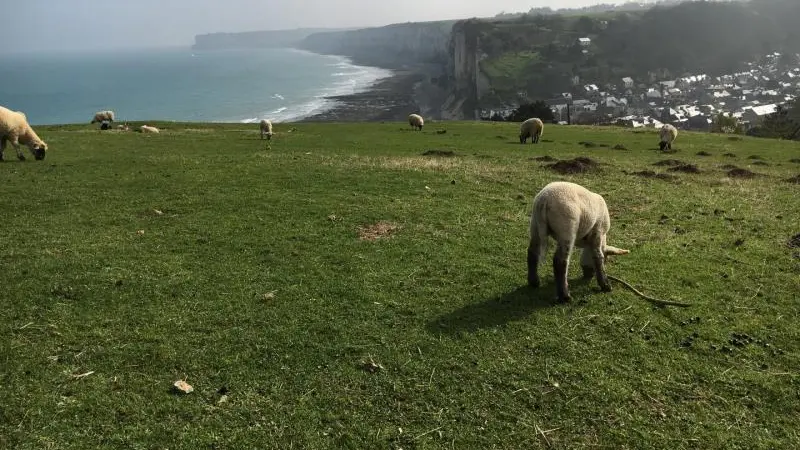 Les Grains D'Or
