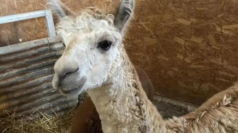 Gîtes de France® - Gîte Normandie Côte d'Albâtre