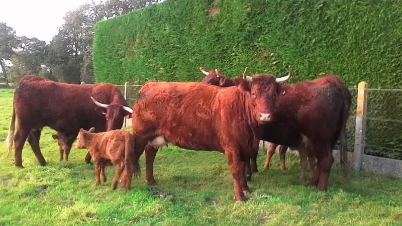 Gîte Normandie Côte d'Albâtre