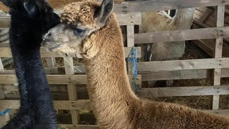 Gîtes de France® - Gîte Normandie Côte d'Albâtre