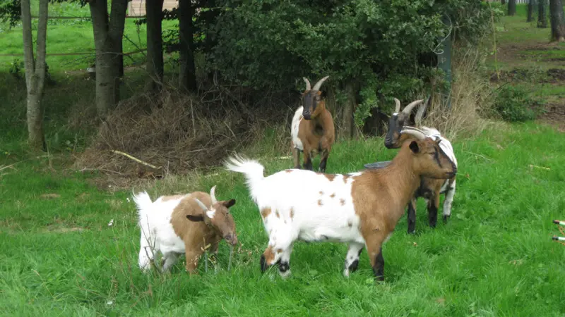 Gîtes de France® - Manoir de Briquedalles