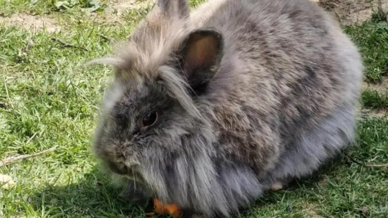 Gîtes de France® - L' Hirondelle