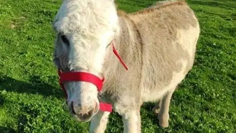 Gîtes de France® - L' Hirondelle