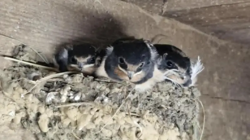 Gîtes de France® - L' Hirondo