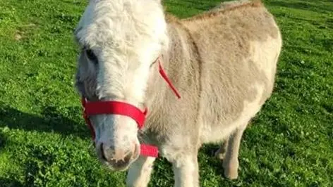 Gîtes de France® - L' Hirondelle-l'Hirondo