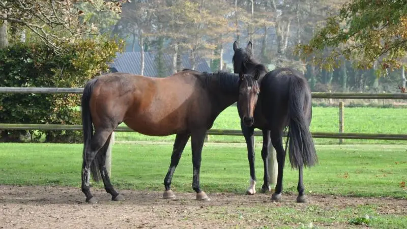 Gîtes de France® - Le Clos du Manoir