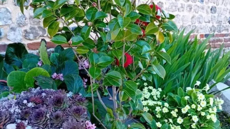 Gîtes de France® - Pomme Chocolat