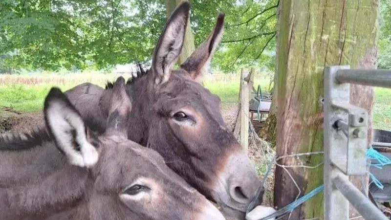 Gîtes de France® - Le Pré aux Anes