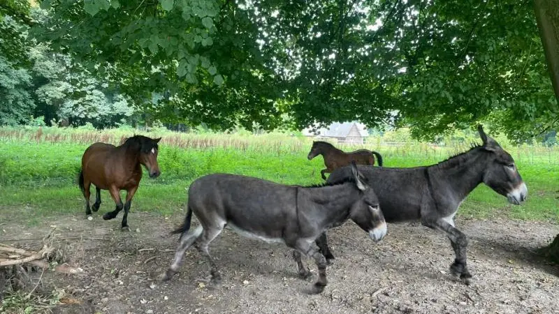 Le Pré aux Anes