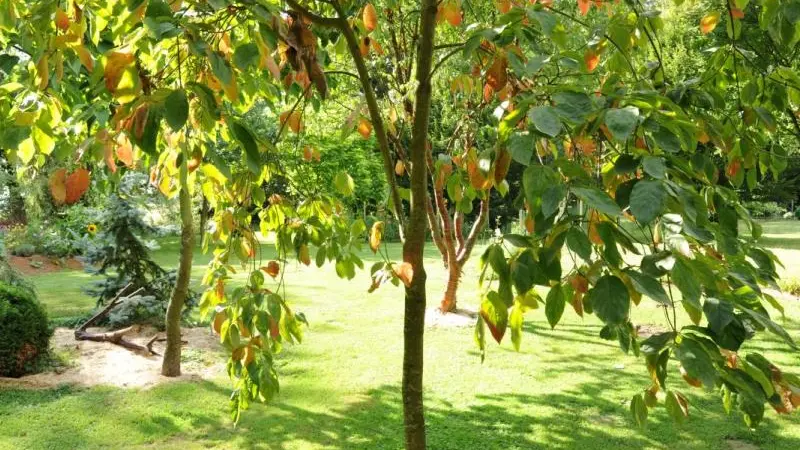 Gîtes de France® - Au Temps des Buis