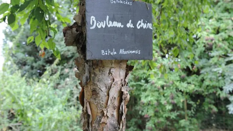 Au Temps des Buis