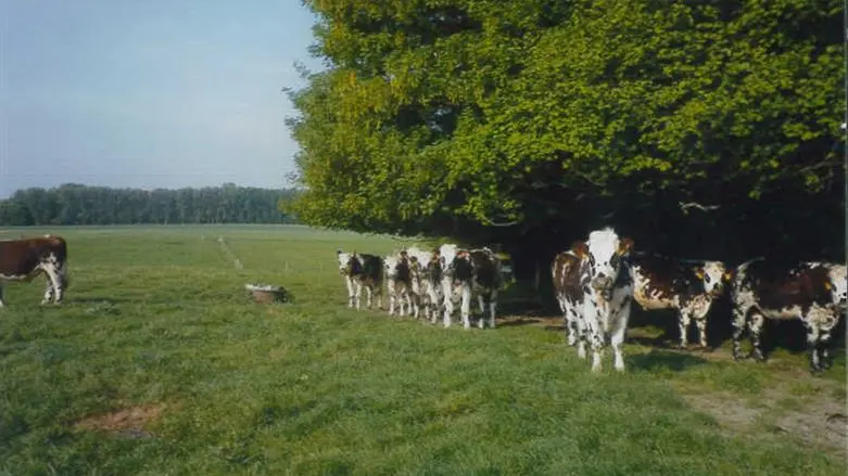 La Buissonnière