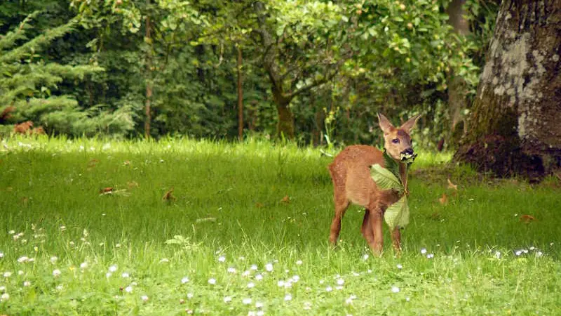 Gîtes de France® - Le Verger