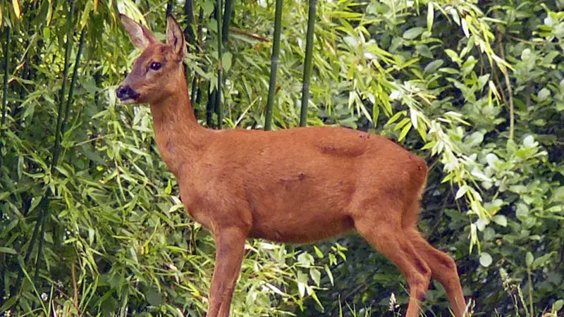 Gîtes de France® - Le Verger