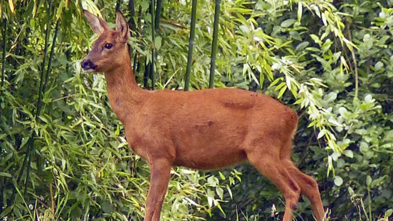 Gîtes de France® - Le Verger