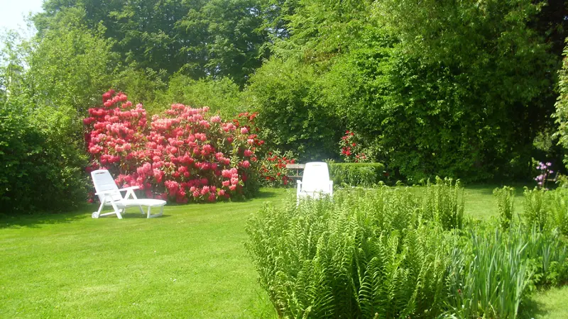 Les Rhododendrons