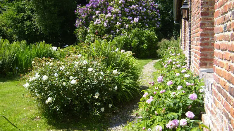 Les Rhododendrons
