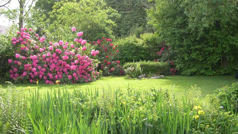 Les Rhododendrons