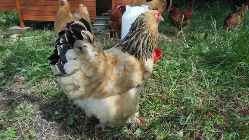 Gîtes de France® - Le Neuf-Moulin