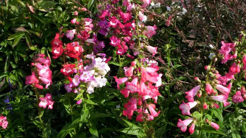 Gîtes de France® - Les Deux Chênes