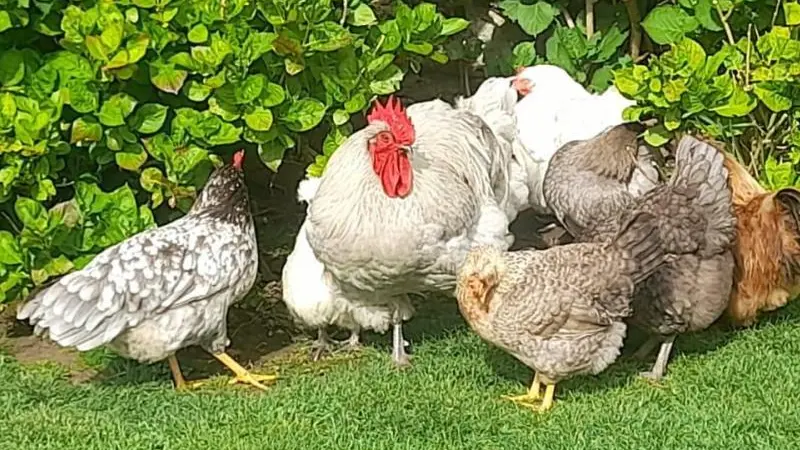 Gîtes de France® - L'Armandière