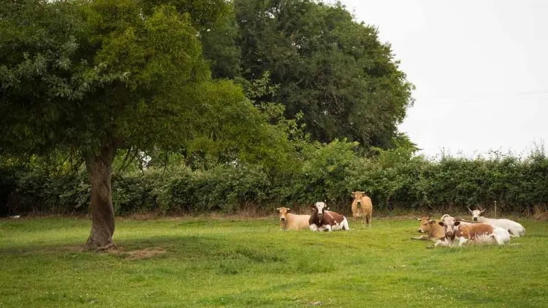 Gîtes de France® - l'Humesnil