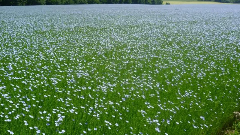 Gîtes de France® - Graine de Lin