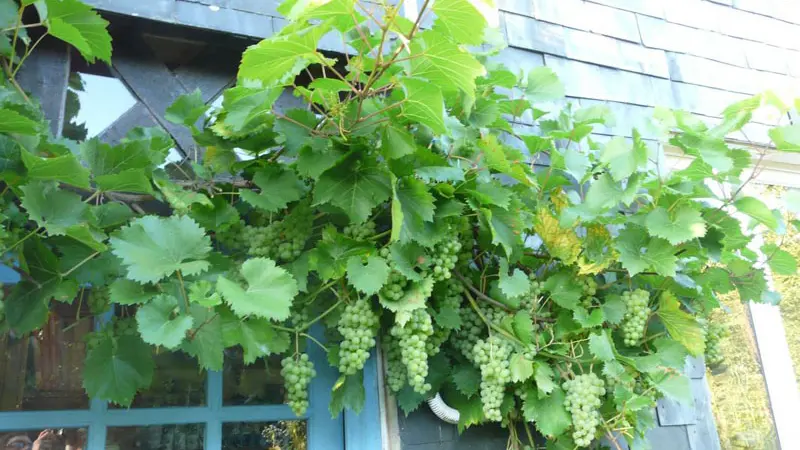 Le Neuf Bosc