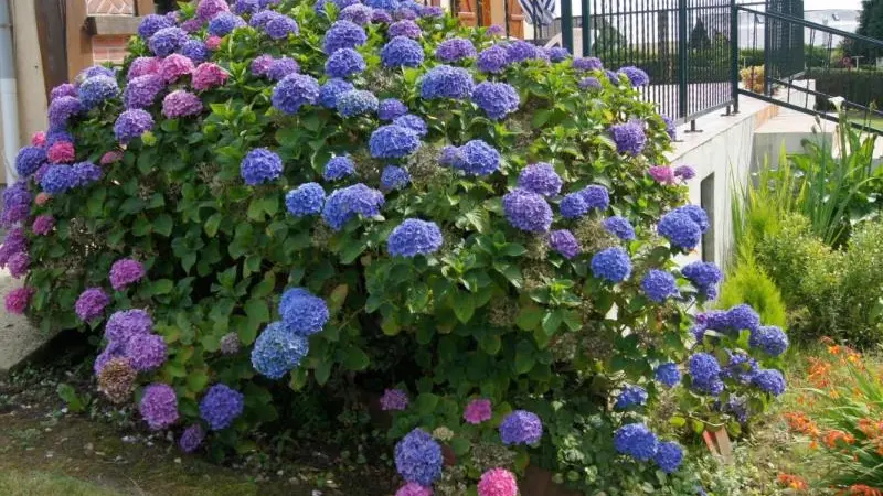 Gîtes de France® - La Hêtraie