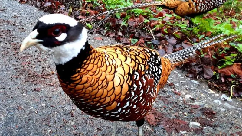 Gîtes de France® - Les Cerisiers d'Ablemont