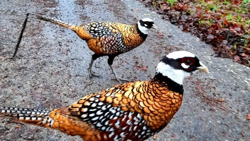 Gîtes de France® - Les Cerisiers d'Ablemont