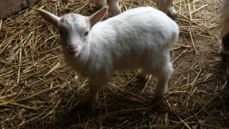 Gîtes de France® - Le P'tit Gîte de l'Arbalète