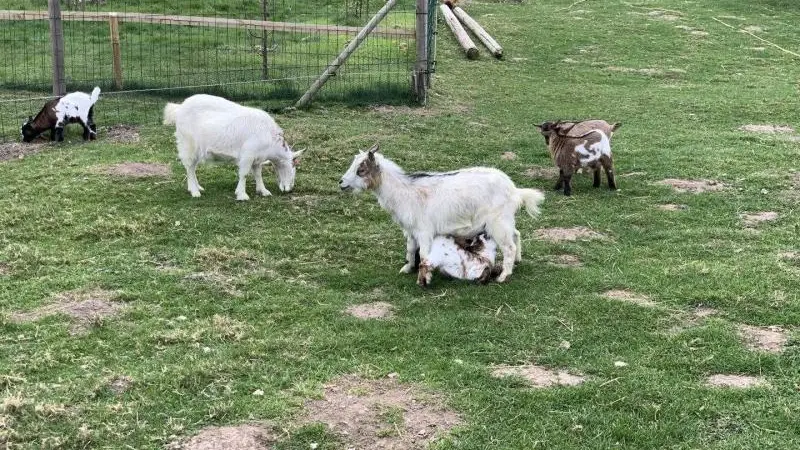 Le P'tit Gîte de l'Arbalète