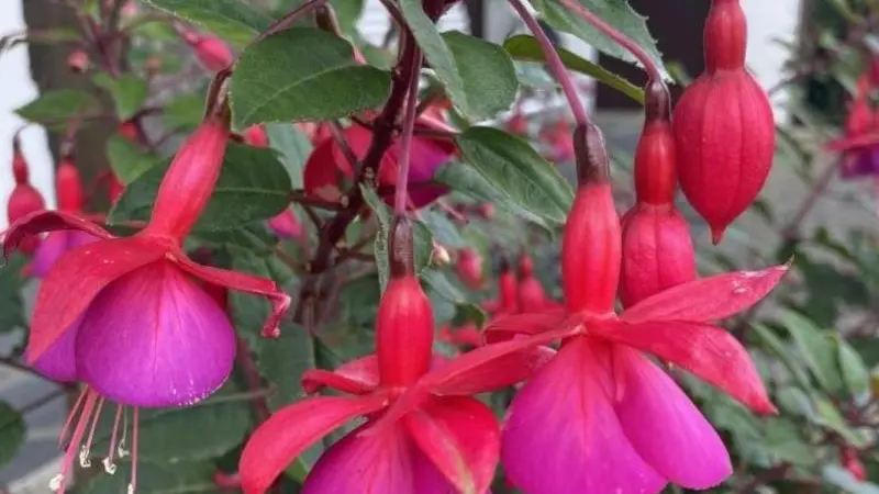 Gîtes de France® - La Pommeraie 76