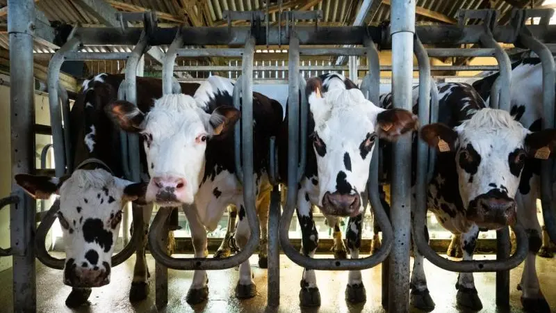 Le Gîte des Saveurs