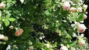 Le clos Papy Moutons