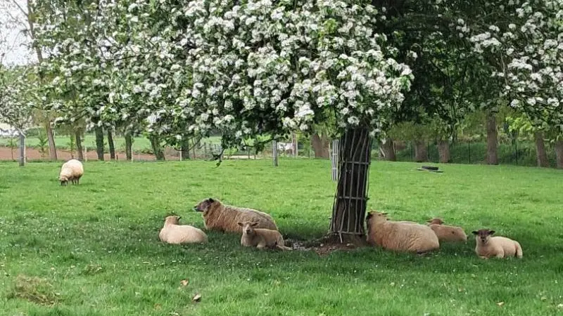 Gîtes de France® - Le Clos des Loups