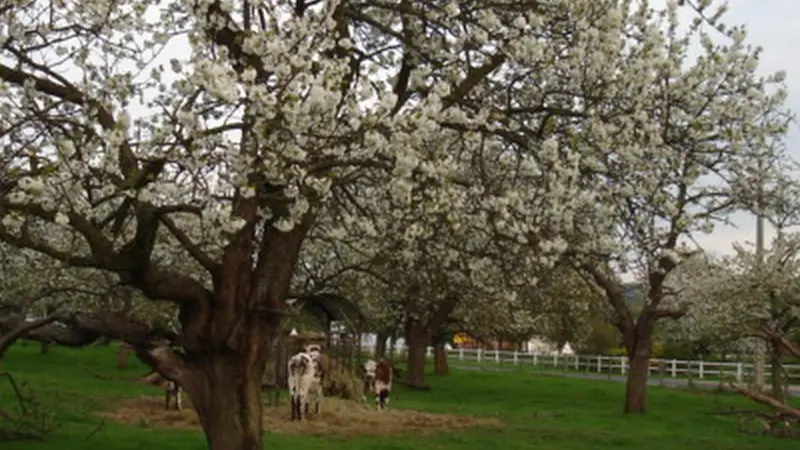 Au Temps des Cerises